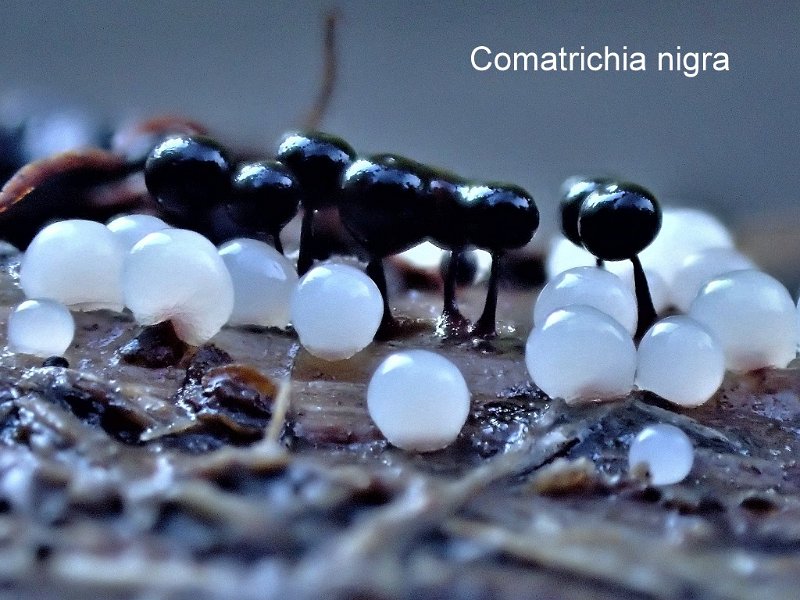 Comatricha nigra-amf1948-2.jpg - Comatricha nigra ; Syn: Stemonitis obtusata ; Nom français: Comatrichie noire